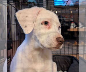 Pointer-Unknown Mix Dogs for adoption in Fargo, ND, USA