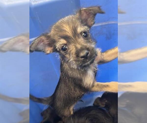 Medium Photo #1 Mutt Puppy For Sale in San Antonio, TX, USA