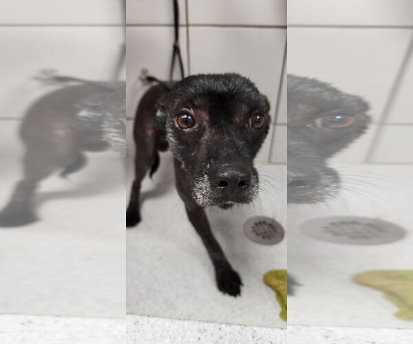 Medium Photo #4 Mutt Puppy For Sale in Erie, MI, USA