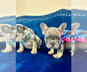 English Bulldog Puppy for sale in CHARLOTTE, NC, USA