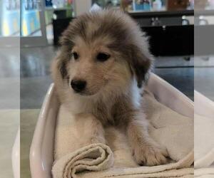 Medium Great Pyrenees
