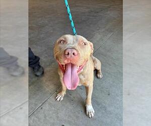 American Pit Bull Terrier Dogs for adoption in Rancho Cucamonga, CA, USA