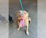 Small American Pit Bull Terrier
