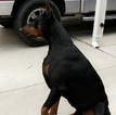 Small Photo #5 Doberman Pinscher Puppy For Sale in COLLEGE HEIGHTS DURANGO, CO, USA