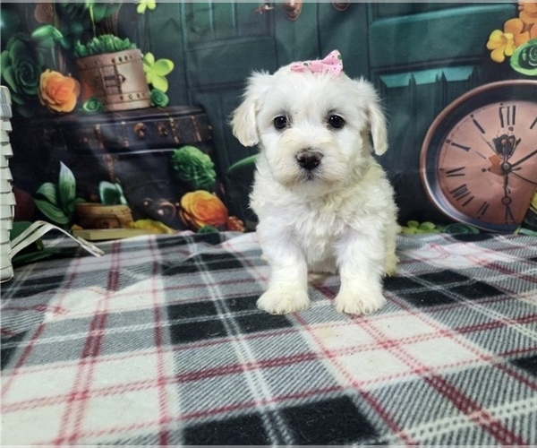 Medium Photo #1 Bichon Frise Puppy For Sale in GREENSBORO, NC, USA