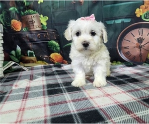 Bichon Frise Puppy for sale in GREENSBORO, NC, USA