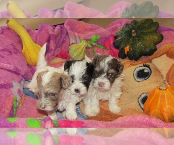 Medium Photo #1 Havanese Puppy For Sale in SPENCERVILLE, IN, USA