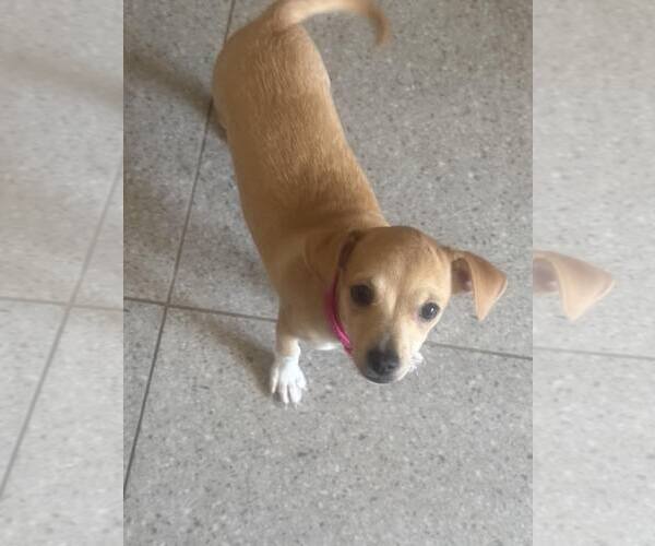 Medium Photo #1 Chihuahua-Unknown Mix Puppy For Sale in Visalia, CA, USA