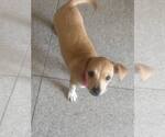 Small Chihuahua Mix