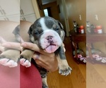 Puppy Empress Selene Bulldog