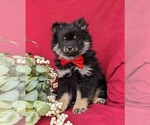 Small Photo #2 Pomeranian Puppy For Sale in OXFORD, PA, USA