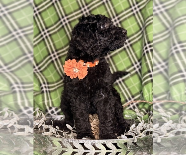 Medium Photo #1 Labradoodle mix (+ Poodle Standard) Puppy For Sale in MOKELUMNE HILL, CA, USA