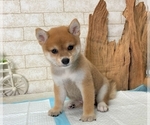 Small Photo #8 Shiba Inu Puppy For Sale in SEATTLE, WA, USA