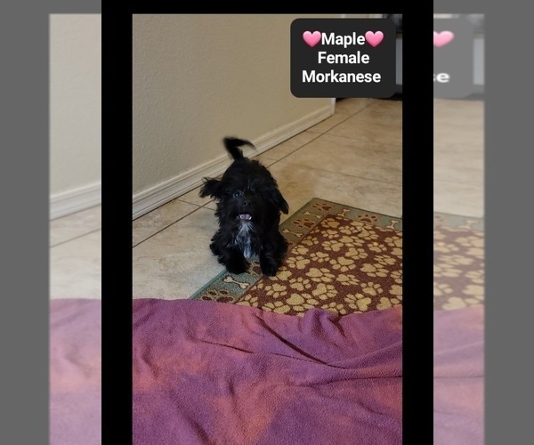 Medium Photo #2 Havanese-Morkie Mix Puppy For Sale in TUCSON, AZ, USA