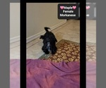 Maple - Female Havanese-Morkie Mix Puppy for Sale - Photo #2