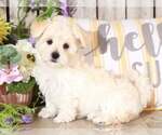 Small Morkie