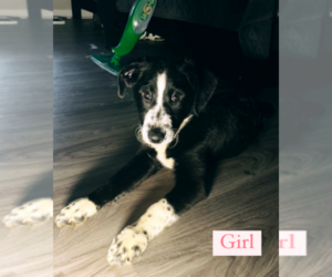 Australian Labradoodle-German Shepherd Dog Mix Puppy for sale in LAKELAND, FL, USA