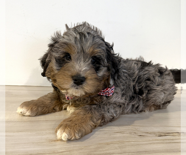 Medium Photo #1 Aussiedoodle Miniature -Goldendoodle Mix Puppy For Sale in MILLERSBURG, OH, USA