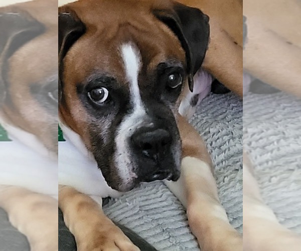 Medium Photo #7 Boxer Puppy For Sale in Burnsville, MN, USA