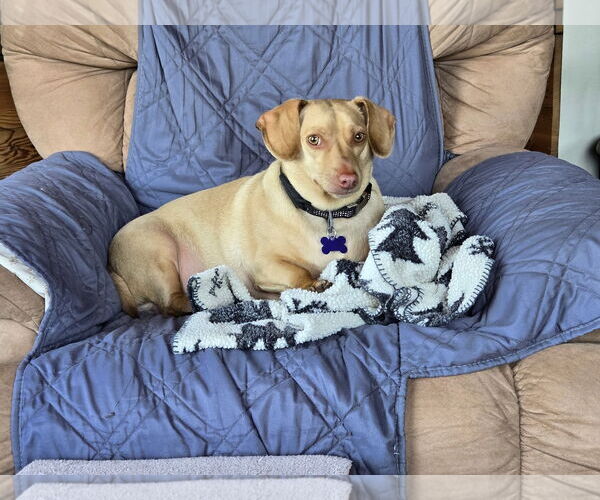 Medium Photo #1 Dachshund-Unknown Mix Puppy For Sale in Sioux Falls, SD, USA