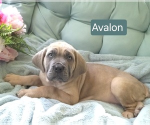 Cane Corso Puppy for sale in MINERAL WELLS, WV, USA