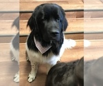Small Photo #1 Newfoundland Puppy For Sale in RUSHVILLE, IN, USA