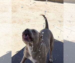 PUDGE - Male American Pit Bull Terrier-Unknown Mix Dog for Adoption - Photo #10