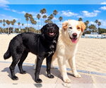 Osito and Cloud (Courtesy Post) - Male Labrador Retriever-Unknown Mix Dog for Adoption - Small photo