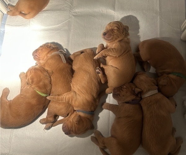 Medium Photo #26 Golden Retriever Puppy For Sale in SACRAMENTO, CA, USA