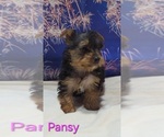 Small #2 Yorkshire Terrier