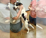 Small #1 Beagle Walker Coonhound