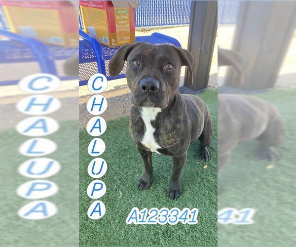 Medium Photo #1 Mutt Puppy For Sale in HESPERIA, CA, USA