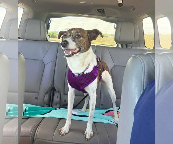 Medium Photo #10 Jack Russell Terrier-Unknown Mix Puppy For Sale in Mount Laurel, NJ, USA