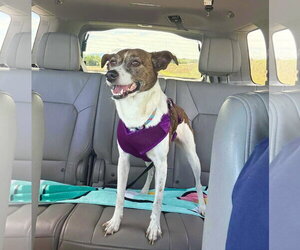 Pixie - Female Jack Russell Terrier-Unknown Mix Dog for Adoption - Photo #10