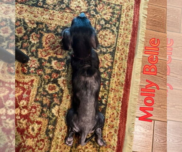 Medium Photo #15 Dachshund Puppy For Sale in San Antonio, TX, USA