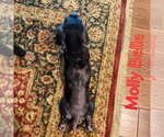 Small Photo #15 Dachshund Puppy For Sale in San Antonio, TX, USA