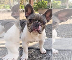 French Bulldog Dogs for adoption in Davis, CA, USA