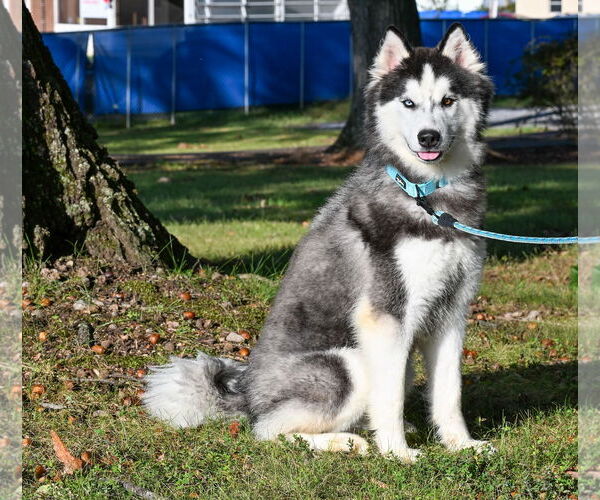 Medium Photo #1 - Mix Puppy For Sale in Forest, VA, USA
