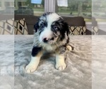 Puppy Boy 3 Australian Shepherd