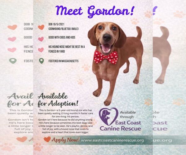 Medium Photo #3 Redbone Coonhound-Unknown Mix Puppy For Sale in pomfret, CT, USA