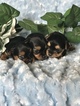 Small Photo #23 Yorkshire Terrier Puppy For Sale in KYLE, TX, USA