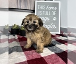 Small Photo #8 Maltipoo Puppy For Sale in FRANKLIN, IN, USA