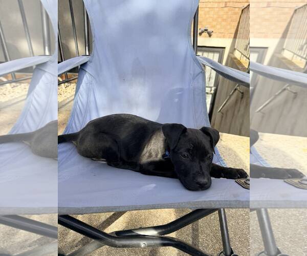 Medium Photo #4 Mutt Puppy For Sale in Sandy, UT, USA