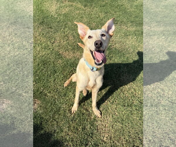Medium Photo #1 Labrador Retriever-Whippet Mix Puppy For Sale in Euless, TX, USA