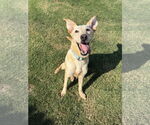 Small Labrador Retriever-Whippet Mix