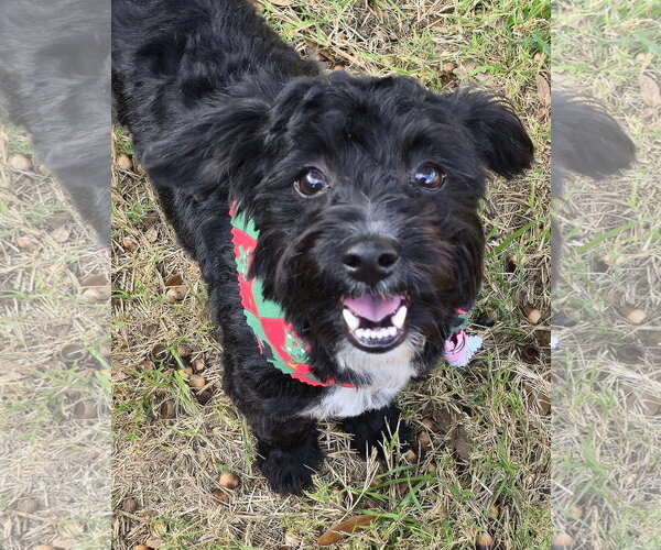 Medium Photo #3 Poodle (Miniature)-Unknown Mix Puppy For Sale in Dallas, TX, USA