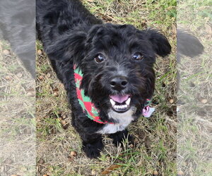 Barley (Schnoodle) - Male Poodle (Miniature)-Unknown Mix Dog for Adoption - Photo #3