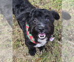 Small Photo #3 Poodle (Miniature)-Unknown Mix Puppy For Sale in Dallas, TX, USA
