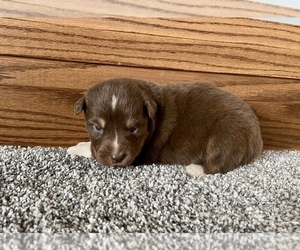 Australian Shepherd Puppy for sale in LODA, IL, USA