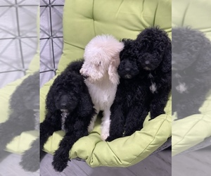 Double Doodle Puppy for sale in LEISURE CITY, FL, USA